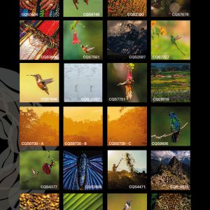 Graphic design services