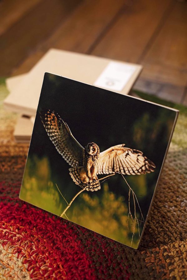 Cuadro decorativo fauna silvestre - LECHUZA