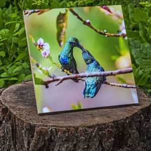 Cuadro decorativo fauna silvestre – SPARKLING