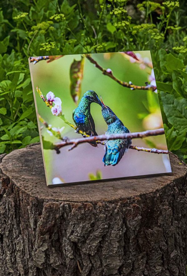 Cuadro decorativo fauna silvestre – SPARKLING