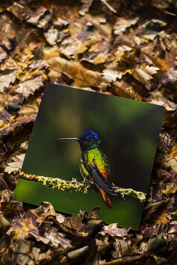 Cuadro decorativo fauna silvestre - ZAFIRO