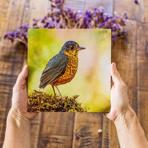 Cuadro decorativo fauna silvestre - ANTPITTA