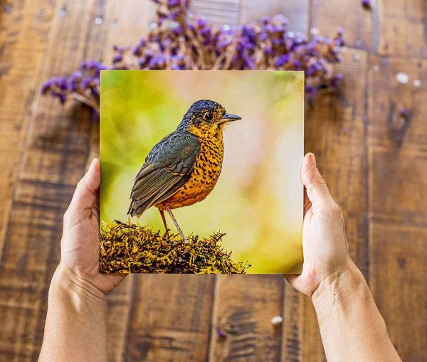 Cuadro decorativo fauna silvestre - ANTPITTA